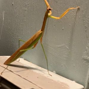 Meet your Posher, Misty